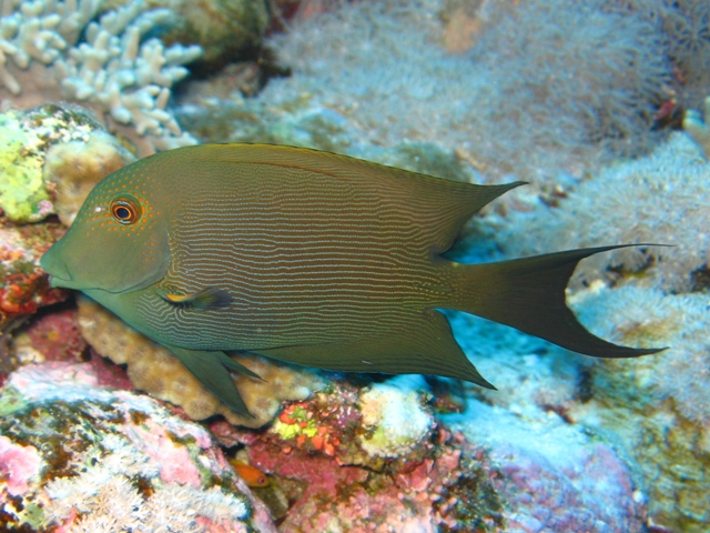 striped bristletooth.jpg